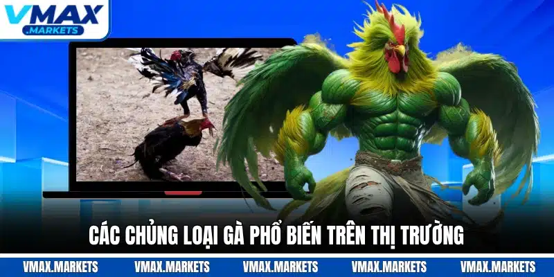 Các chủng loại gà phổ biến trên thị trường