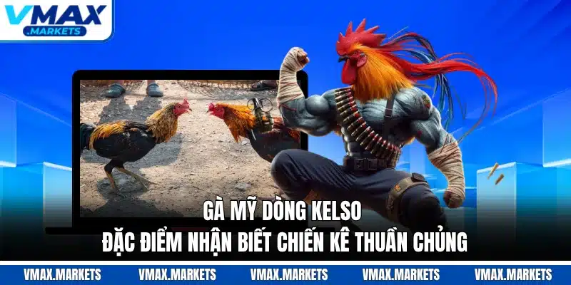 Gà Mỹ Dòng Kelso - Đặc Điểm Nhận Biết Chiến Kê Thuần Chủng
