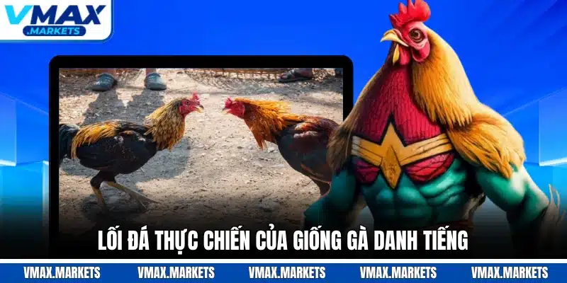 Lối đá thực chiến của giống gà danh tiếng