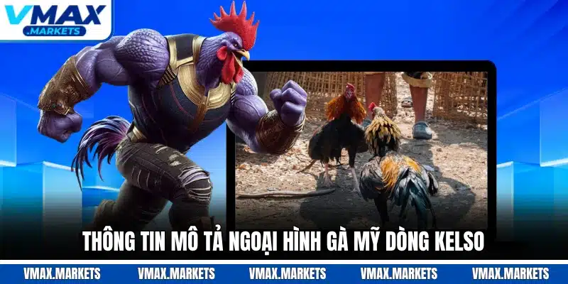 Thông tin mô tả ngoại hình gà Mỹ dòng Kelso
